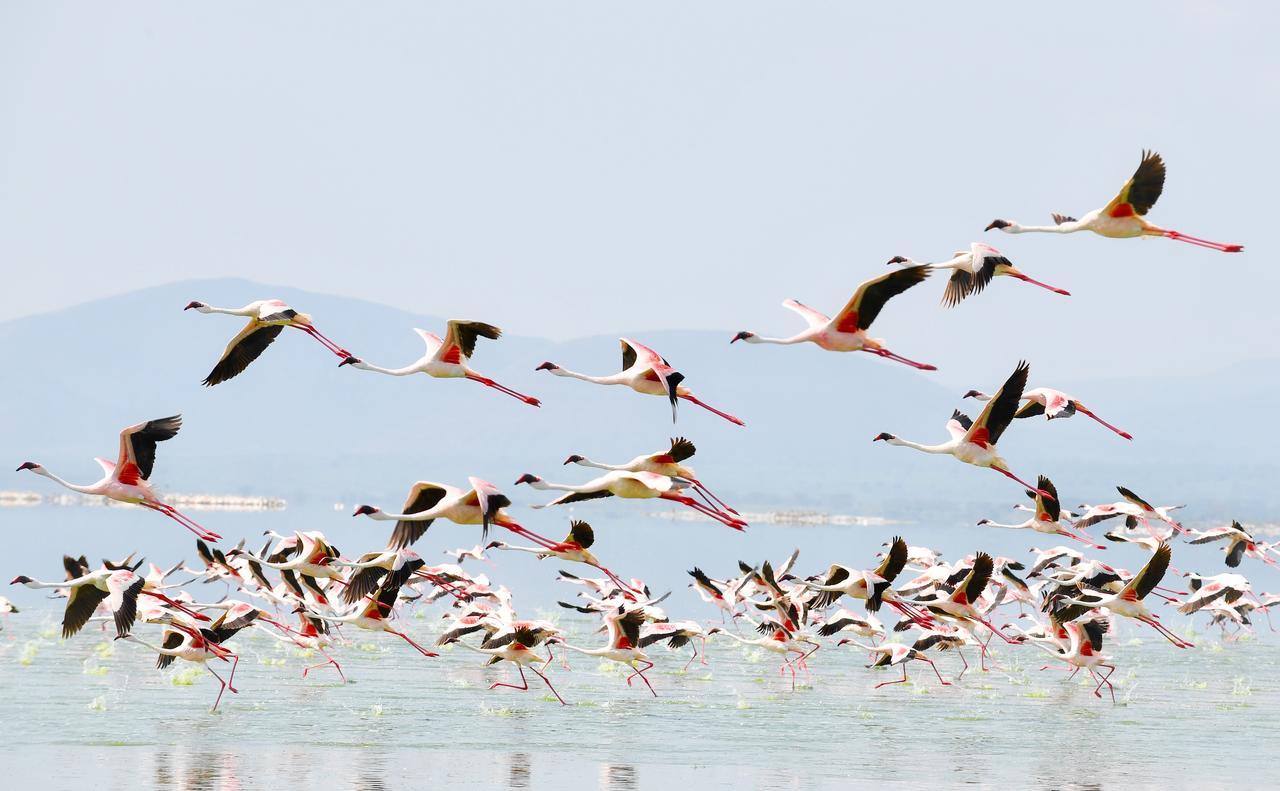 Mbweha Camp Lake Nakuru Elmenteita Ngoại thất bức ảnh