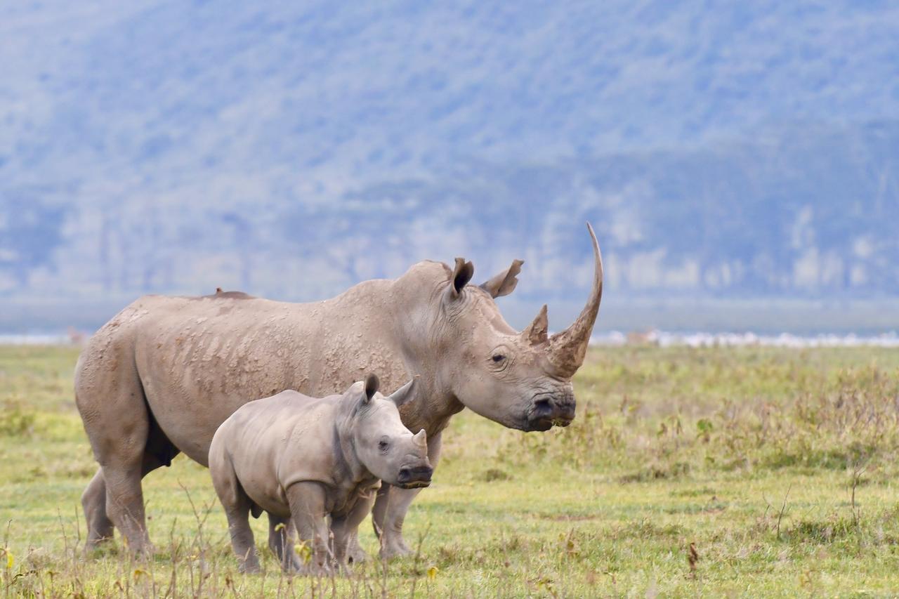 Mbweha Camp Lake Nakuru Elmenteita Ngoại thất bức ảnh