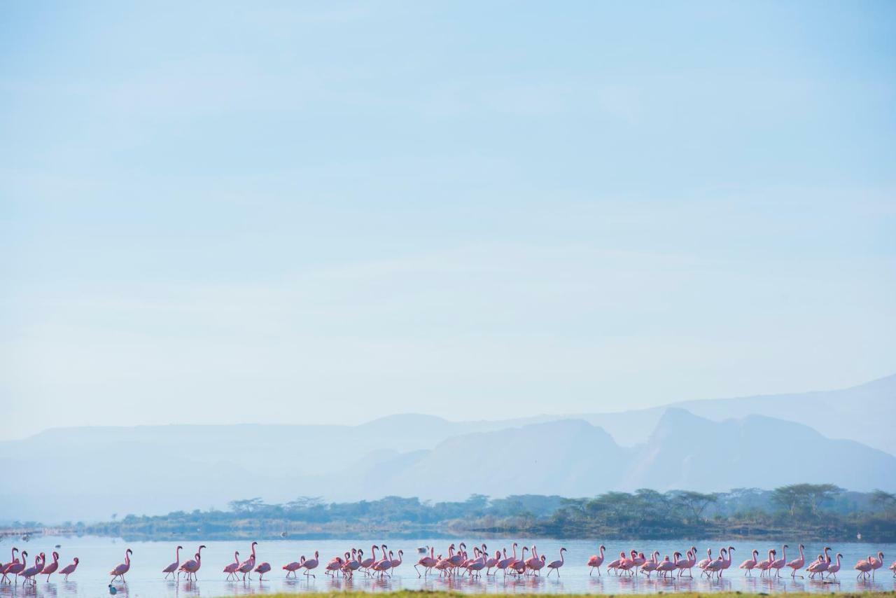 Mbweha Camp Lake Nakuru Elmenteita Ngoại thất bức ảnh